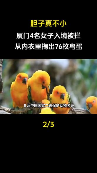 胆子真不小!厦门4名女子入境被拦,从内衣里掏出76枚鸟蛋#鹦鹉#科普一下#科普#涨知识#冷知识