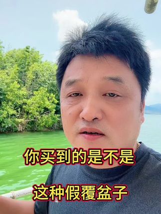 如果你买到的覆盆子图片是这样的扔了吧#覆盆子 #覆盆子辨别 #覆盆子泡水喝的正确方法 #覆盆子是什么