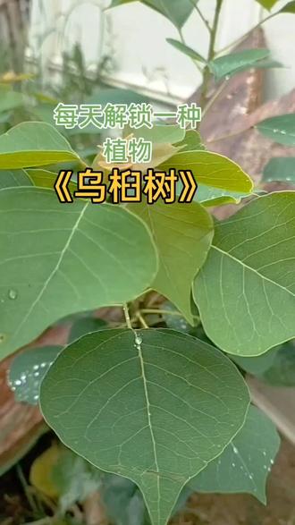 每天解锁一种植物《乌桕树》#植物科普 #一日一植物
