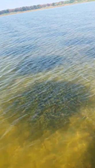 如何让伊乐藻趴着长,只需把握这三个核心点,趁现在行动起来!#伊乐藻管理 #伊乐藻趴着长 #伊乐藻养护 #虾蟹养殖#螃蟹养殖