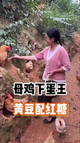 养鸡用这招,下蛋停不住#养鸡人#土鸡养殖#散养生态土鸡#蛋鸡养殖#三农养殖