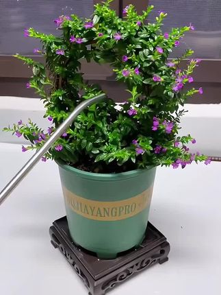 你就信我这一次吧,如果你家的花儿出现黄叶烂根了,那是缺少养分了,快来试试这款#营养液 ,只要用它兑水浇花,就能让你家的花儿黄叶变绿叶,枯枝变粗壮,花开一茬又一茬#植物通用营养液 #花肥 #好物推荐🔥 #超便宜超划算