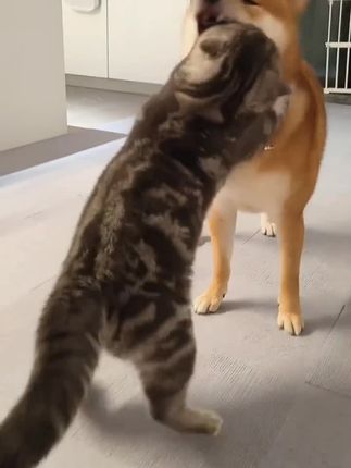 #创作灵感 #萌宠出道计划 #猫狗双全的日常 双……