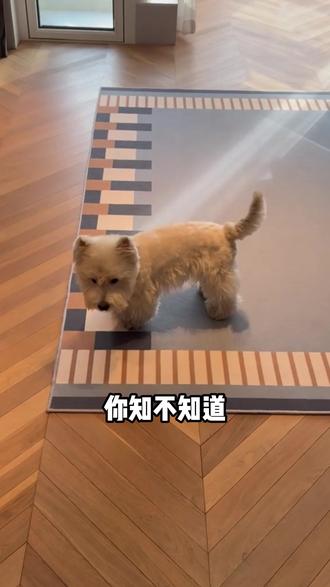 是谁还不知道狗狗界的游戏规则,快来学! #宠跃星球#狗狗#萌宠出道计划#科普#新手养狗