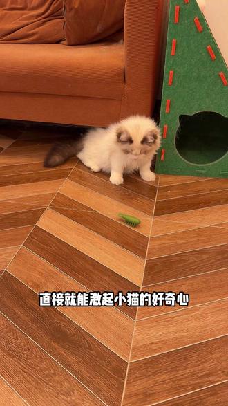 猫咪爱不释手的电动小虫#新手养猫#萌宠好物#逗猫玩具#猫咪玩具#逗猫神器