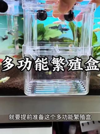 这个东西叫鱼缸繁殖盒,有了它,你也能成为养鱼高手。家里鱼缸空间小,又想繁殖鱼苗的,就用这个繁殖盒,它占空间小,把要生产的母鱼放进去,小鱼孵化出来后,依然可以在里面生长,等长大后再把他们放生到大缸里。 中间镂空的设计,换水方便,还不会把水洒出来,家里有鱼缸的可以备上几个#繁殖盒#孔雀鱼繁殖#孔雀鱼生产#观赏鱼#水族用品