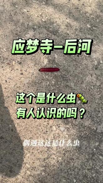 记录📝应梦寺-后河之路!这个路线也很适合亲子爬山!#应梦寺#延庆高铁 #延庆二手房 #延庆世园会#应梦寺