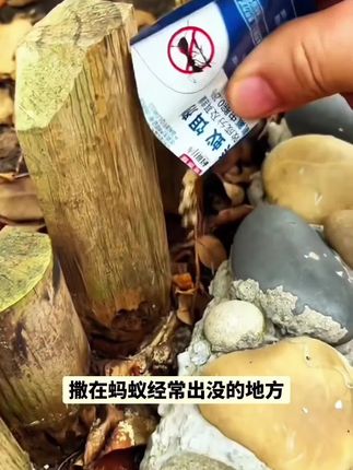 家中花园菜地发现有蚂蚁,你就用这个杀蚁饵剂,不管是黑蚂蚁还是红蚂蚁或者是白蚁和黄蚁都可以用。