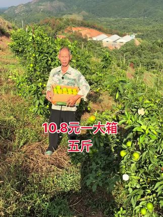 都是我高山种的无籽蜜橘,可以下一单试一试真的很好吃#助力三农 #乡村味道