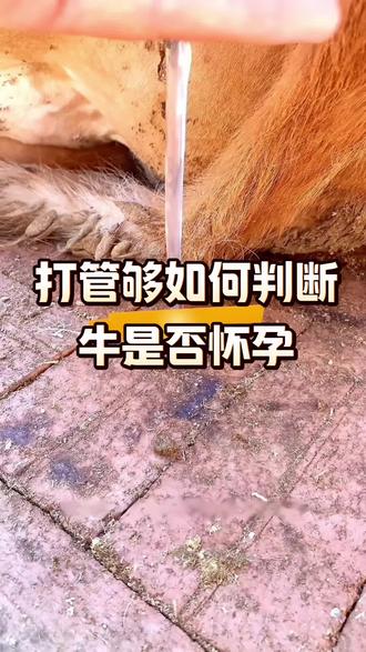 很多养繁殖母牛的朋友都会有很多疑问,装完管以后到底带没带上的问题#农村创业养殖 #养殖人要知道 #养牛人 #新农人计划