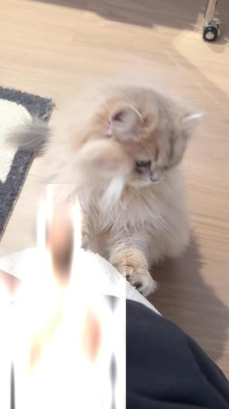 蓝金渐层猫多少钱一只 蓝金渐层猫多少钱一只 新手不适合养蓝金@DOU+小助手 #蓝金渐层 #蓝金渐层猫 #蓝金渐层多少钱一只 #养猫新手 #新手养猫