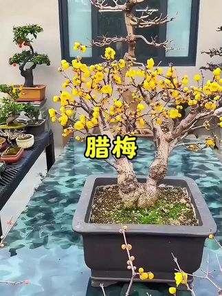 #盆景艺术分享 #花期已至美好如初 #有喜欢的吗 @腊梅赶快入手吧@DOU+上热门