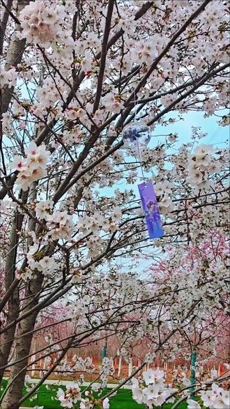 西安周边又一出超美的打卡地,蓝田洩湖樱花园开园了,#花海 #踏青赏花#西安周边游#最美花海打电话#蓝田洩湖樱花园