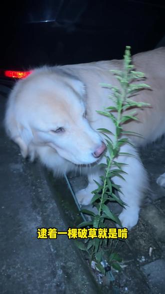 英国佬也懂一点中医??!!