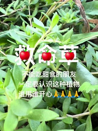 #优质种苗 #农业种植 #草本植物 #你见过吗