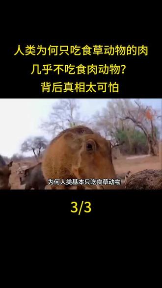 人类为何只吃食草动物的肉,几乎不吃食肉动物?背后真相太可怕