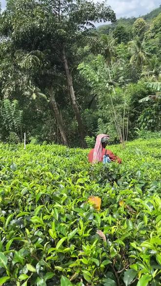 锡兰红茶终极选购指南,做奶茶柠檬茶,先认准这3种锡兰红茶!
你做的奶茶柠檬茶为什么总差点意思?问题可能出在第一步——选错茶叶形状!🌿
✅ CTC颗粒茶:“性价比之王”,一斤十几块,茶味足成本低,适合手打柠檬茶、基础奶茶、珍珠奶茶,出量大必备。
✅ 拼配茶粉:“港式灵魂”,茶感浓烈醇厚,是港奶、冻柠茶、特浓系列的绝对核心,离了它就不地道。
✅ 条形原叶茶:“高端手作”,香气天然有层次,自带花果香,做丝滑柔和的高端鲜奶茶,和香精奶茶完全两回事。
📌 泡法对比(视频后面截图保存)
选对茶叶,你的饮品就成功了一大半!👉 下期教具体做法,评论区告诉我想先看哪种茶的教程?
关注我,用对的原料,做对的饮品。
#锡兰红茶 #奶茶原料 #柠檬茶 #奶茶茶叶 #茶叶知识