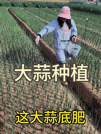 大蒜种植#大蒜种植技术 #大蒜种植#大蒜#三农