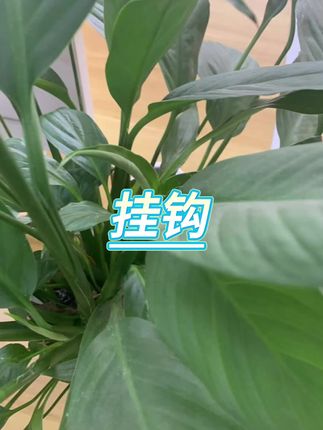 #挂钩 #亚克力挂钩 #强力挂钩