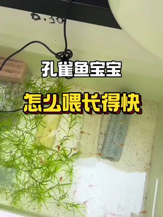 孔雀鱼饲料#水族 #观赏鱼 #孔雀鱼 #好物推荐🔥