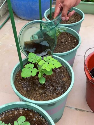 我#种菜 都用这#蔬菜 万能肥,抓一把就能兑一桶水,富含蔬菜生长所需要的氮磷钾,和多种养分#在家种菜 #我的小菜园