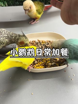 小鹦鹉日常加餐#宠物吃货 #手养鹦鹉 #可爱萌宠 #家有宠物 #鹦鹉日常