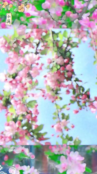 高杆海棠树西府海棠树南北方室外庭院海棠花大海棠树西府海棠庭院 #庭院植物 西府海棠 开花见花不见叶 #繁花如雪 #既能观花辽还能食果 花期4—5月 #果期8—9月 #耐旱抗寒 #不#挑 别海棠花 海棠 别南墅庭院植物南北方都能种挑环境不挑土壤