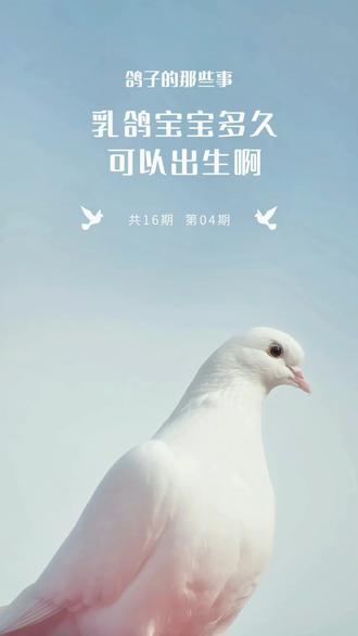 鸽宝宝多久可以出生呢?#每天分享科普知识 #鸽子蛋 #鸽子鸽子 #肉鸽