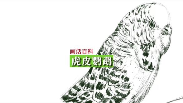 超级睛精灵虎皮鹦鹉 虎皮鹦鹉是超级受小朋友喜欢的萌宠,特别可爱。让我们一起来把它画出来吧。#画画 #虎皮鹦鹉 #速写 #儿童科普 #百科知识