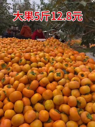 脆甜柿子可以