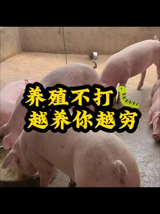 #养猪人 #养猪知识分享 #养猪技术 #养猪人加油干 #养猪人不容易 @DOU+小助手