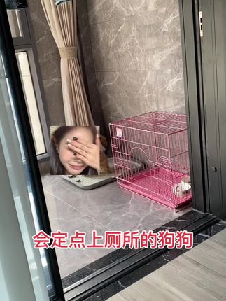 也就养狗的人才懂这条视频的含金量吧,狗狗会定点厕所确实解决了主人的大麻烦,不需要每天定时定点出去遛狗,赶紧买回去试试看#萌宠日常记录 #这个世界不能没有小狗 #谁家还没个傻狗 #定点大小便 #上热门🔥 @抖音小助手