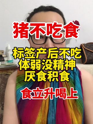 猪不吃食,别急着扎针,喝上这个就管#三农#养猪人#养猪人加油干