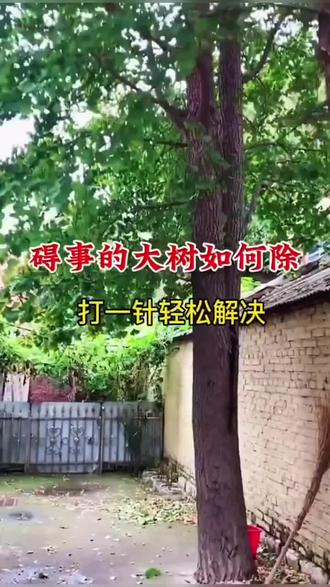 #农业种植 #环嗪酮 #环嗪酮除大树竹子灌木杂草 #种植小技巧 #三农种植