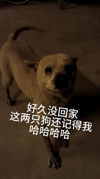 看这俩兴奋的#中华田园犬 #广西土狗