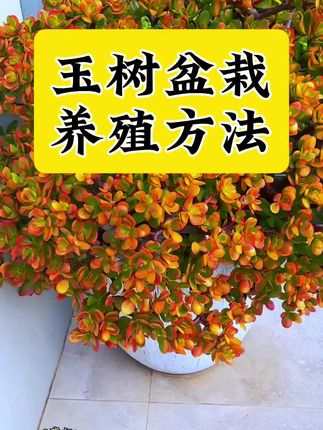 玉树盆栽养殖方法和注意事项 盆栽玉树叶片变软发蔫掉叶怎么补救 玉树景天树怎么养更旺盛才能开花 玉树种植养护方法和管理技巧#玉树 #玉树养护 #玉树盆栽 玉树叶片发黄变软打蔫掉叶不开花什么原因怎么补救 玉树施肥用什么肥料#玉树专用肥 #玉树的养护方法 玉树专用肥料 景天树专用肥料 寓意吉祥福瑞 健康长寿 玉树盆栽养殖方法 家庭阳台养护玉树怎么修剪定型扦插 夏季玉树病虫害防治 盆栽玉树怎么安全过冬