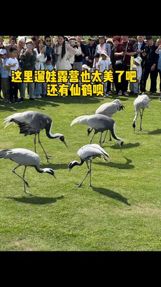 导航咸宁仙鹤湖,免门票,只收停车费,60封顶,可搭帐篷,不能明火,内有公厕,餐厅味道不错,特别是土鸡汤好喝!
#遛娃好去处 #露营 #免费露营地 #仙鹤湖湿地公园