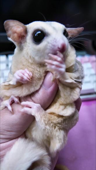 邋遢大王 蜜袋鼯 花卷#萌宠出道计划 #蜜袋鼯