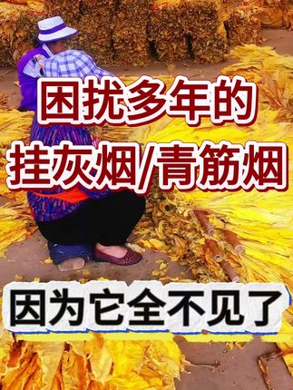 困扰多年的挂灰烟,青筋青片,因为它全部不见了,#烤烟种植管理#优必星红钾#满炉金#三农流量扶持计划 #烤烟烘烤