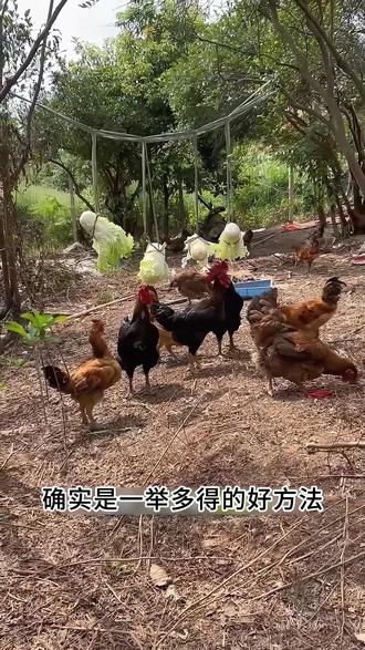 为啥喂鸡要把菜挂起来?这真不是多此一举 这种新型喂鸡法可减少饲料污染,降低鸡患病概率,还能增加鸡的运动量,有效提升鸡肉的品质#农业种植致富项目 #小鸡 #三农合伙人 #我的家乡特产 #抖音助农