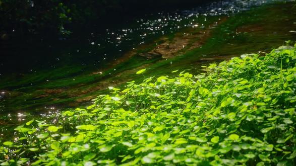 春盼望着花开叶绿。你盼望着什么呢 #范伟朗读朱自清春 #自然旋律 #春暖花开奔你而来 #原创摄影 #春天的色彩