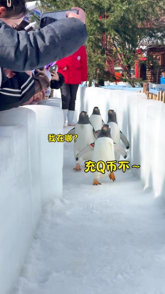 假如企鹅会说话 你充扣币嘛?#企鹅 #南国雪乡 #梅花山国际滑雪场 #萌宠 #搞笑