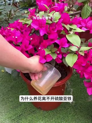 #硫酸亚铁 可不是肥料,学会正确使用方法,能让你的花长得旺开花久#养花小知识 #花卉养护 #调节土壤酸碱度 #喜酸性植物