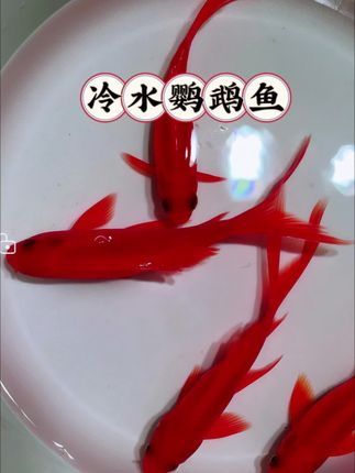 不用加热棒的“水中小太阳”!冷水鹦鹉鱼太好养! 谁说好看的鱼难伺候?冷水鹦鹉鱼直接打破偏见!红彤彤的身体像浸了蜜的樱桃,在常温水里也能游得超欢,圆滚滚的脑袋凑过来时,连眼神都透着机灵。 不用复杂设备,普通鱼缸就能养,混养时从不挑事,还会跟着水流追着玩。喂饲料时一群围着抢,红色身影在水里晃来晃去,像撒了一把会动的小灯笼。 不用费心照顾,还能天天看这抹鲜活的红,治愈又省心!#冷水鹦鹉鱼 #冷水鱼 #观赏鱼 #养鱼日记 #鱼儿自由自在的水中游