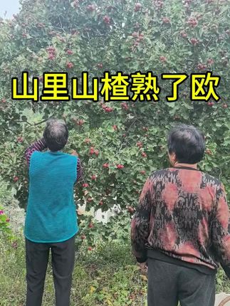 刚摘下来的新鲜大山楂。可生吃,可做罐头,可做糖葫芦,酸酸甜甜很开胃!#特色农产品 #抖音助农扶农 #户外采摘 #新农人计划 #抖音助农