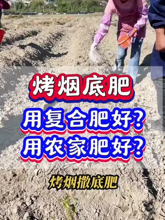 烤烟底肥,用复合肥好?用农家肥好?#烤烟 #烤烟种植技术与管理 #烤烟田间管理技术 #烤烟 #烤烟种植