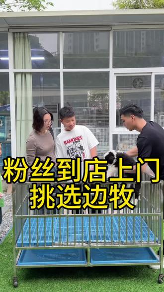 粉丝到店上门挑选边牧,看中了黑白色边牧弟弟,佛山边牧黑白色 咖啡色 蓝陨石 红陨石 金色边牧 三色边牧,看看有没有你喜欢的#萌宠出道计划 #边牧 #买狗 #佛山买狗 #边牧陈贝拉