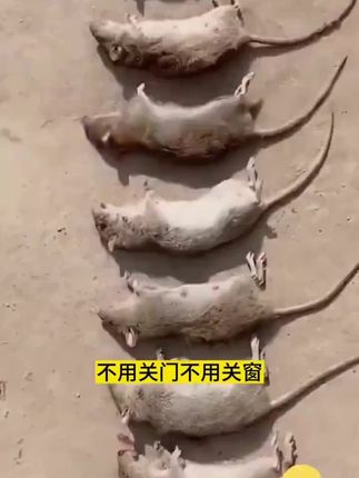 #家庭必备 #强烈推荐 #好物推荐🔥 #老鼠 #上热门🔥