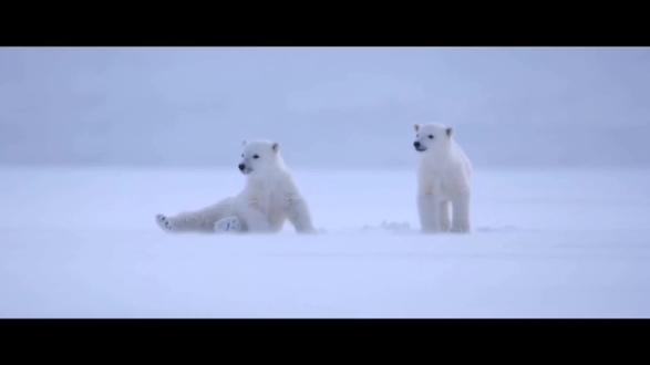 游泳健将北极熊