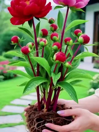 天呐!这芍药也太美了吧,花瓣层层叠叠的,直接戳中我心巴!#花卉绿植 #家庭种植 #芍药花 #好看的花分享给你 #爱生活爱养花